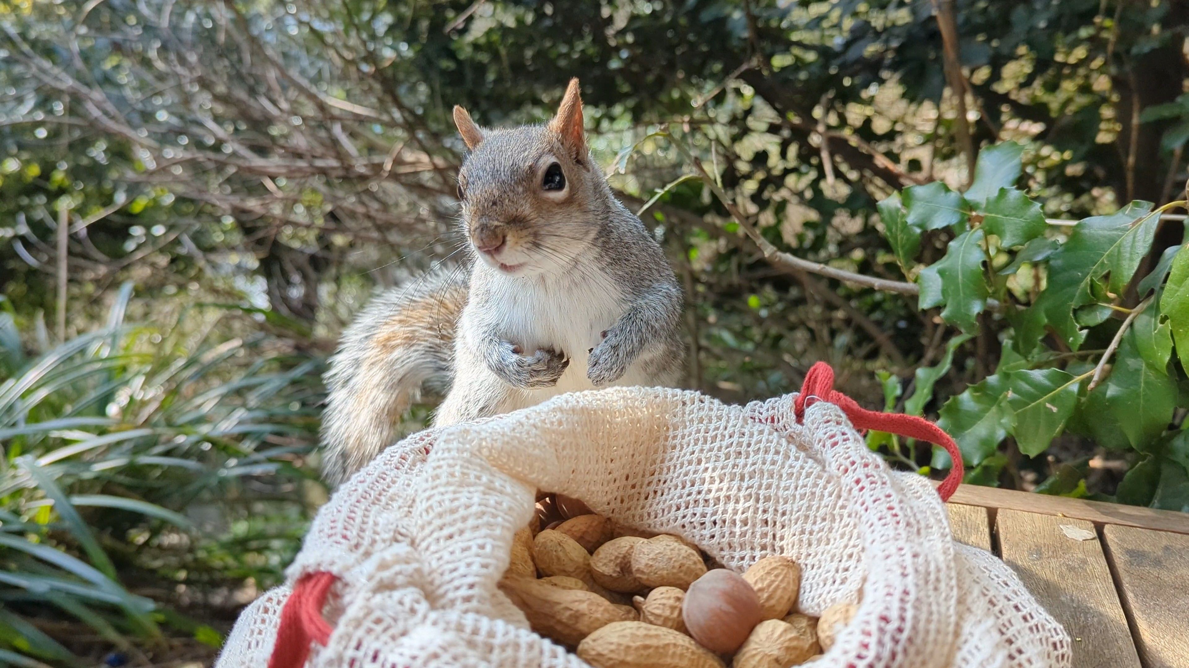 A photo of a grey squirrel posing behind an open bag of nuts on the end of a park bench. Various plants and bushes are in the background.